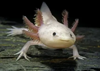 Axolotl facts