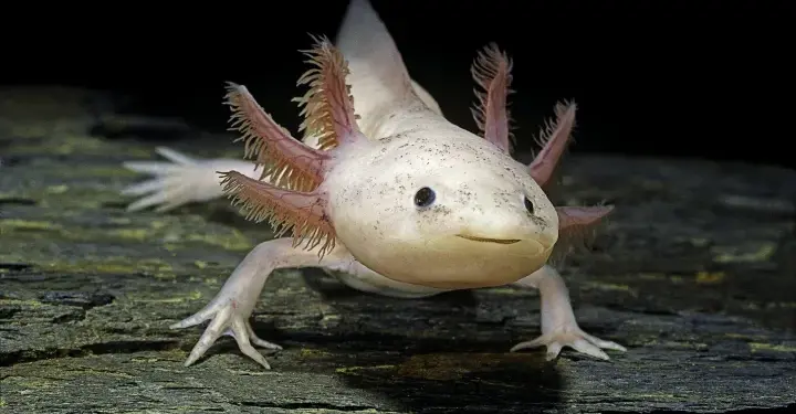 Axolotl facts