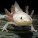 Axolotl facts