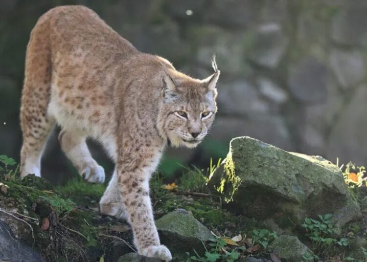 Balkan Lynx