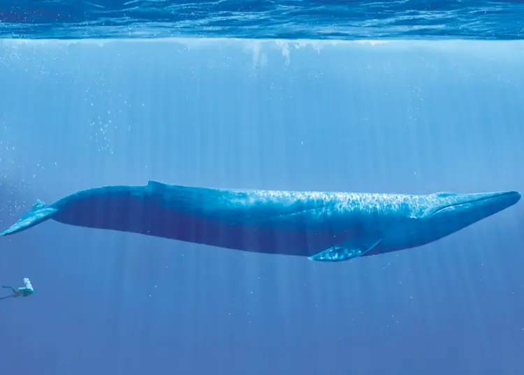 Blue Whale fish