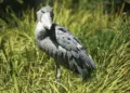 Shoebill shorks