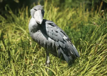 Shoebill shorks