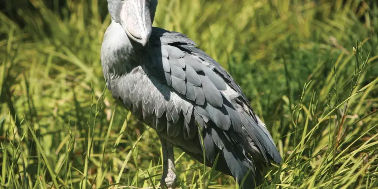 Shoebill shorks