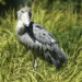 Shoebill shorks