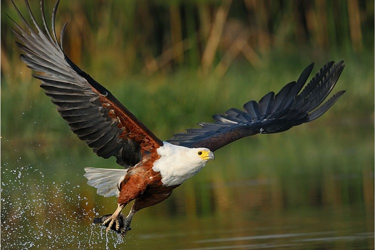 fish_eagle