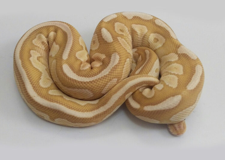 Banana Cinnamon Ball Python
