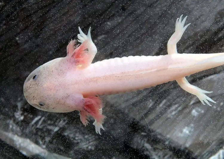 Axolotl bigstock