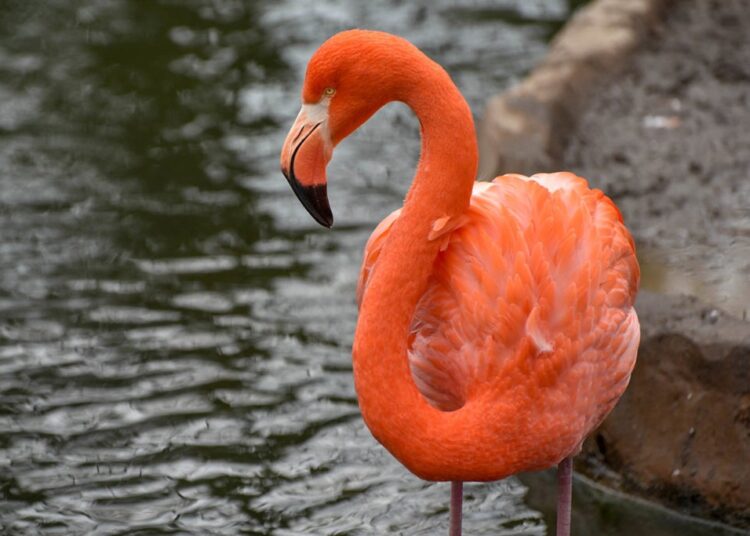 flamingo diet