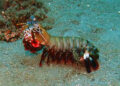 15 Amazing Facts About Mantis Shrimp – The Uber Facts