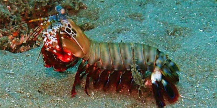 15 Amazing Facts About Mantis Shrimp – The Uber Facts
