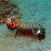15 Amazing Facts About Mantis Shrimp – The Uber Facts