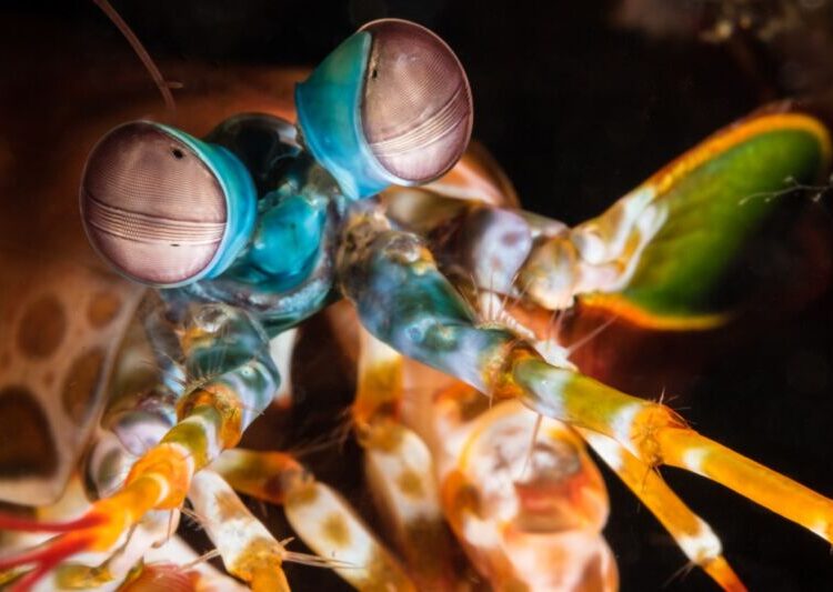 mantis shrimp clever