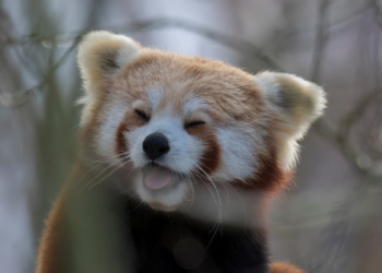 50 Cutest Animals To Melt Your Heart like Butter