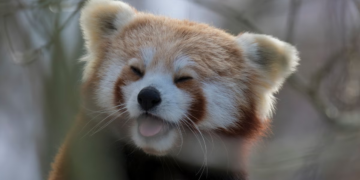 50 Cutest Animals To Melt Your Heart like Butter