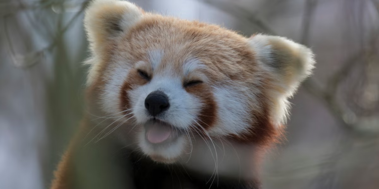 50 Cutest Animals To Melt Your Heart like Butter