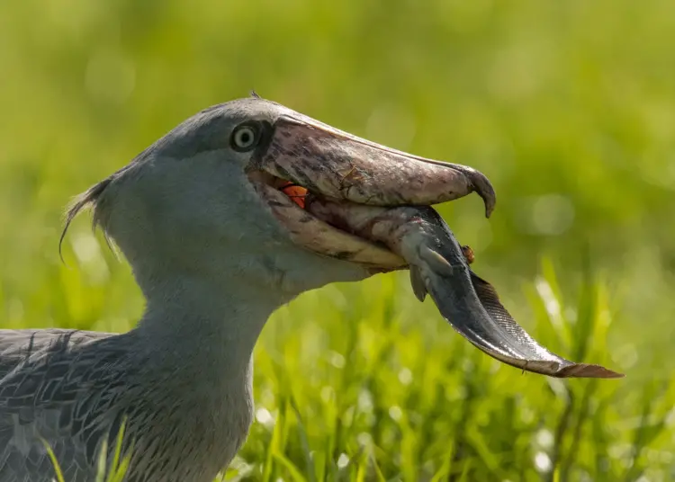 shoebills-eat